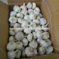 Ajo and Alho and ALHO and Garlic new crop best price